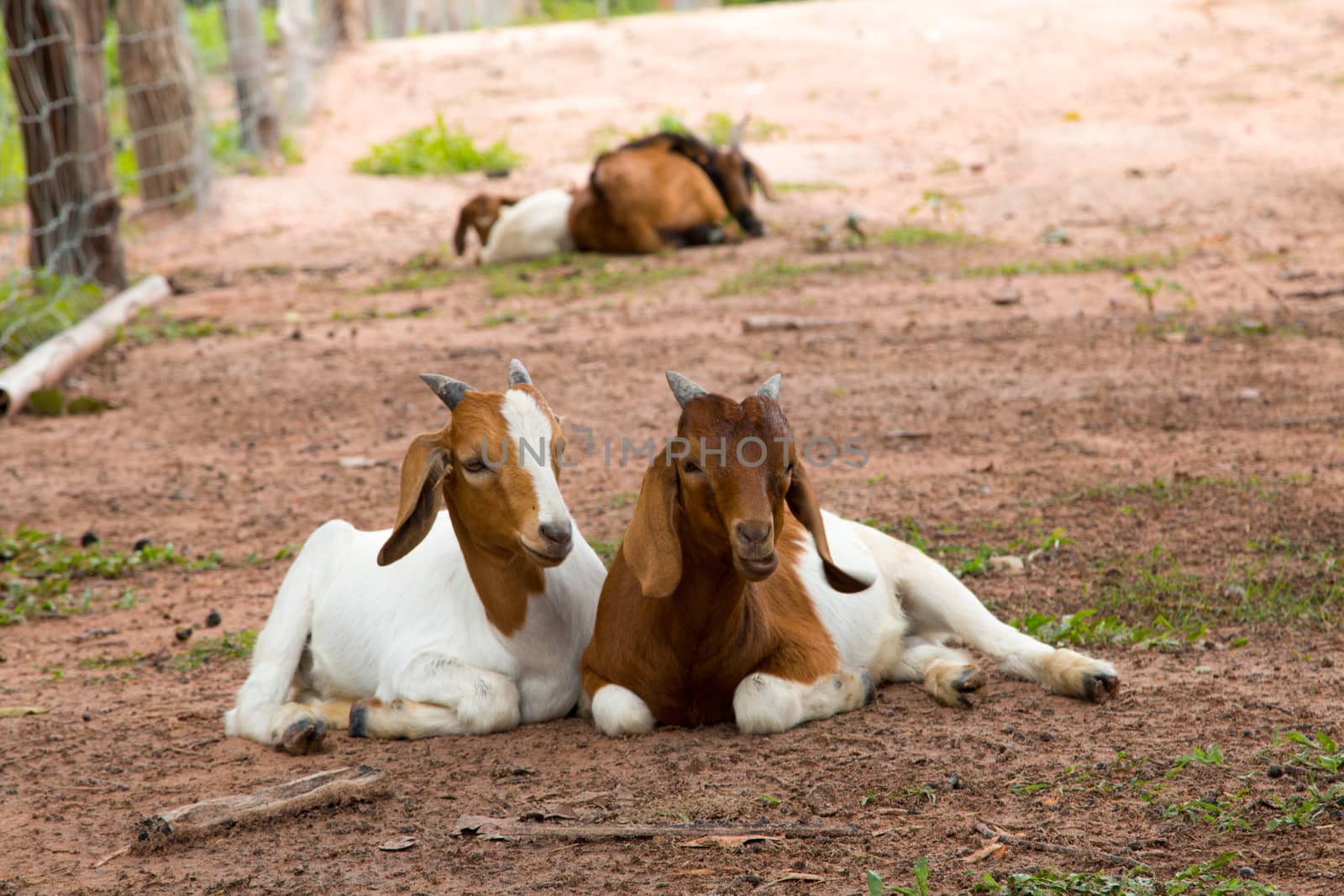 goats in the farm in Thailand by N_u_T