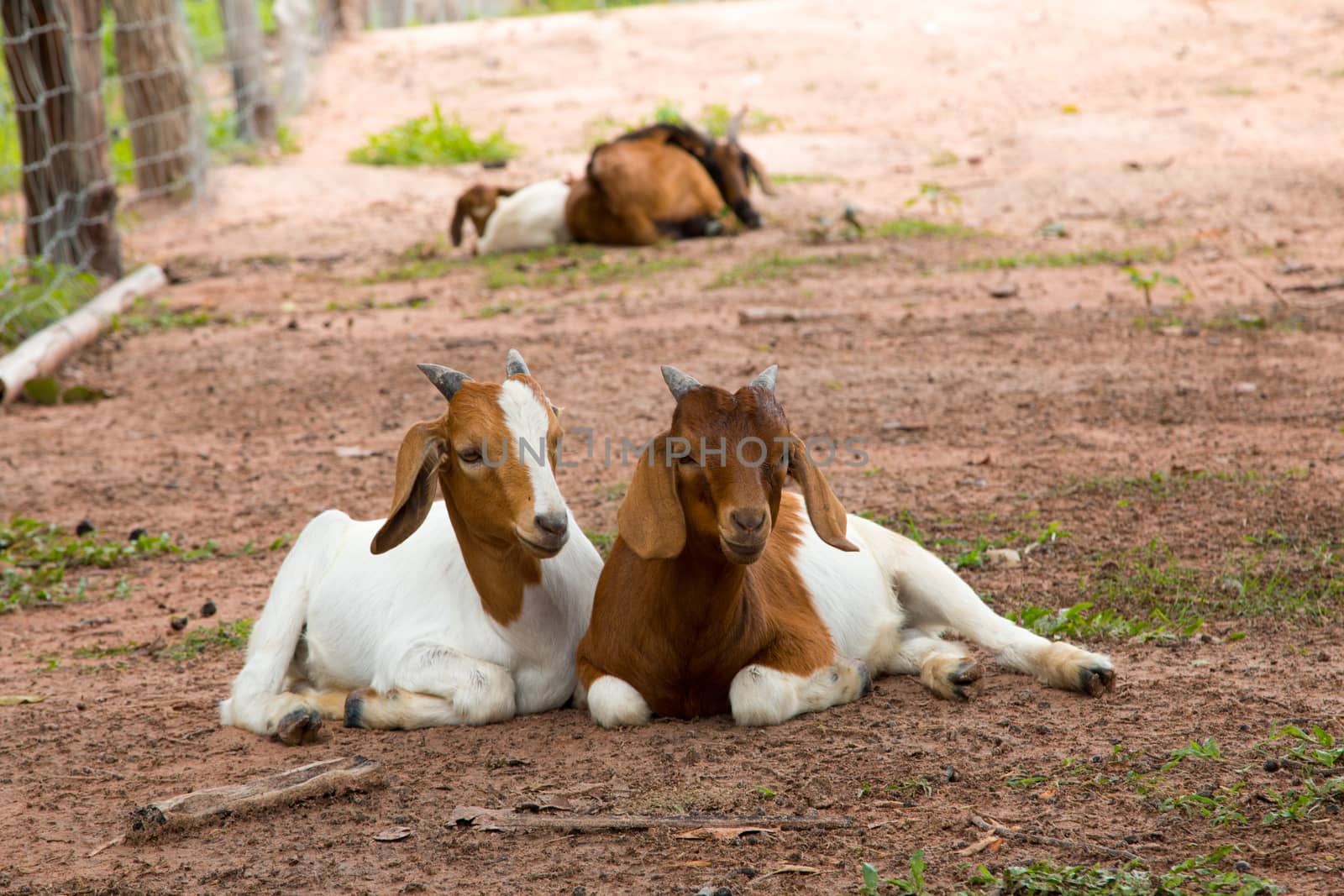 goats in the farm in Thailand by N_u_T