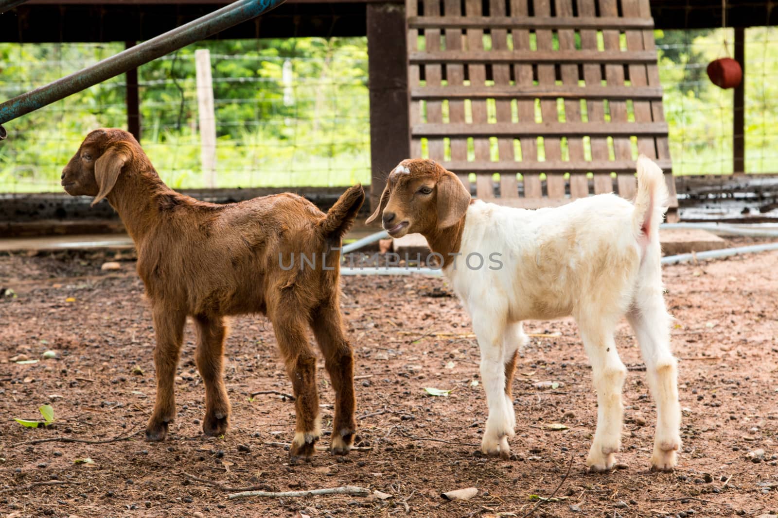 goats in the farm in Thailand