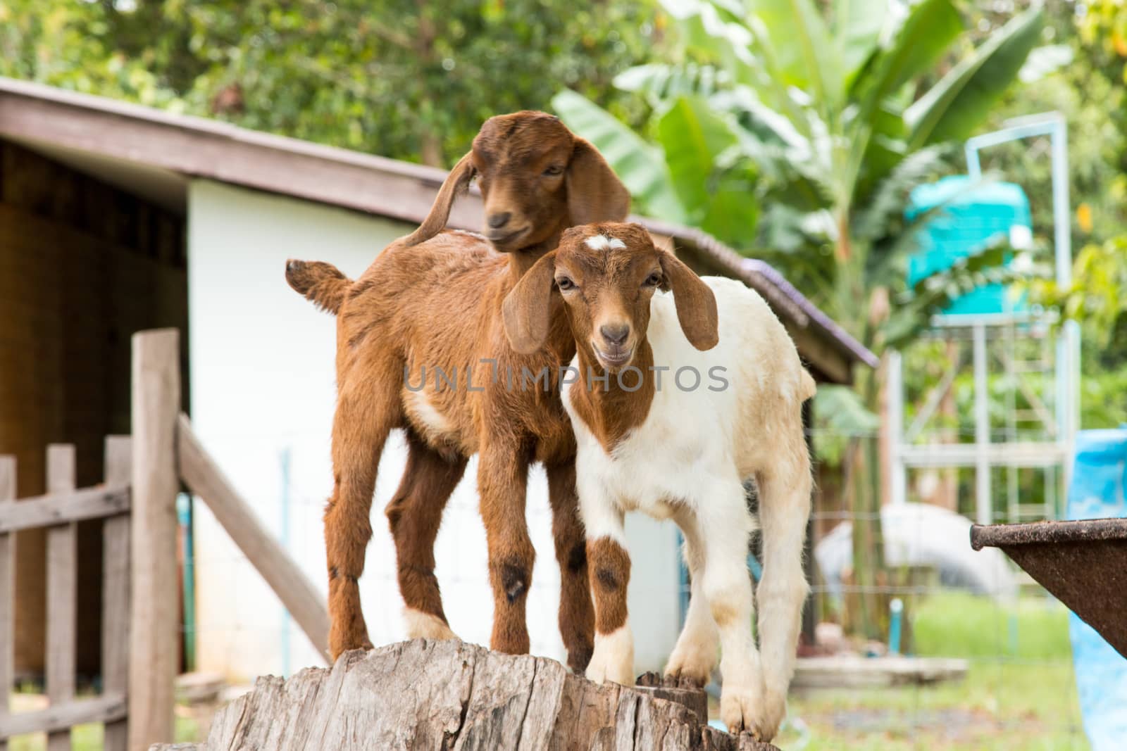 goats in the farm in Thailand by N_u_T