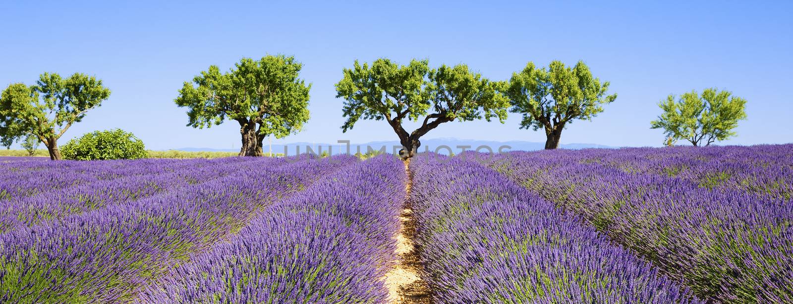 lavender fields of the French Provence by vwalakte