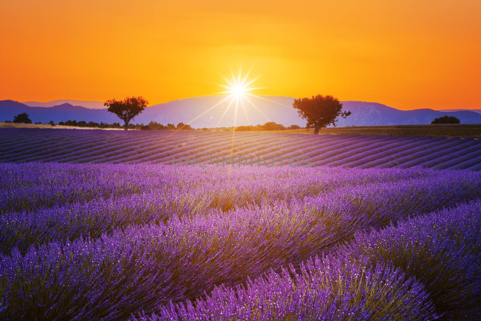 Lavender field summer sunset landscape with two tree near Valensole.Provence,France