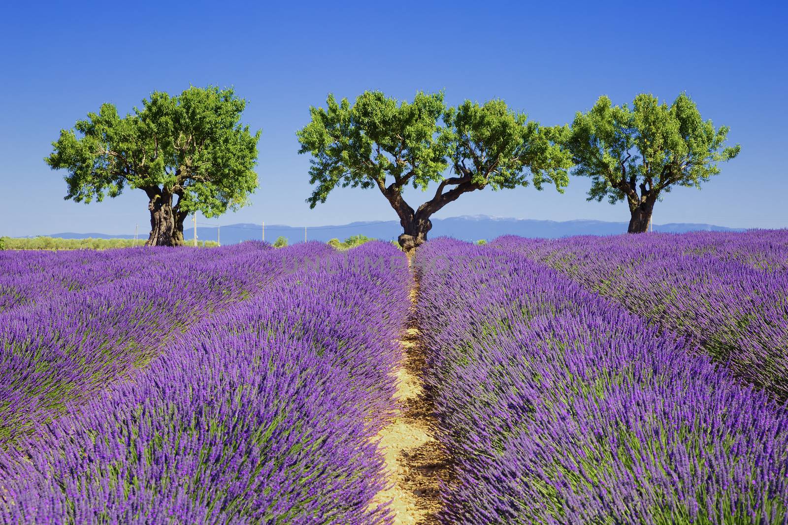 lavender fields of the French Provence