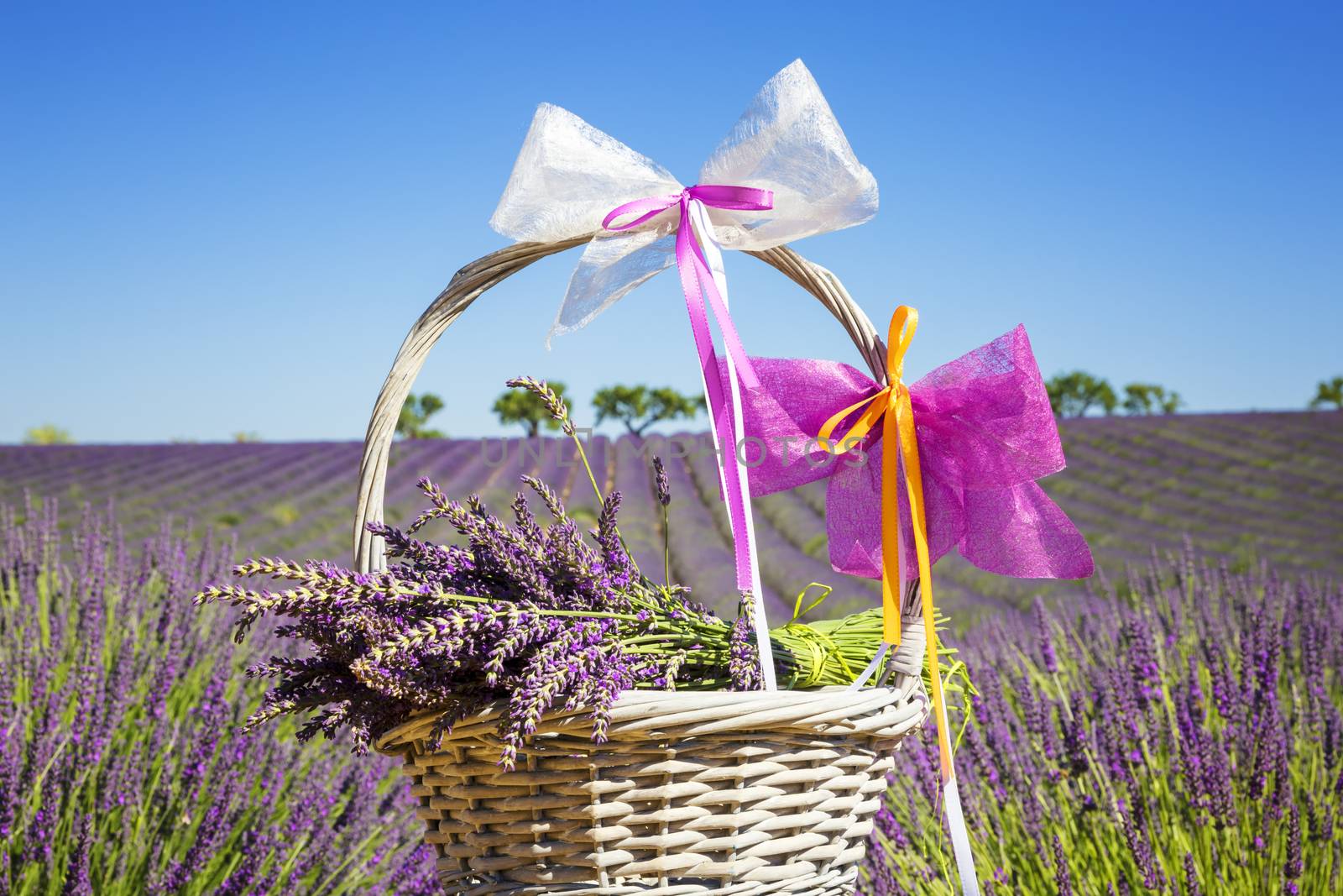 lavender in a basket  by vwalakte