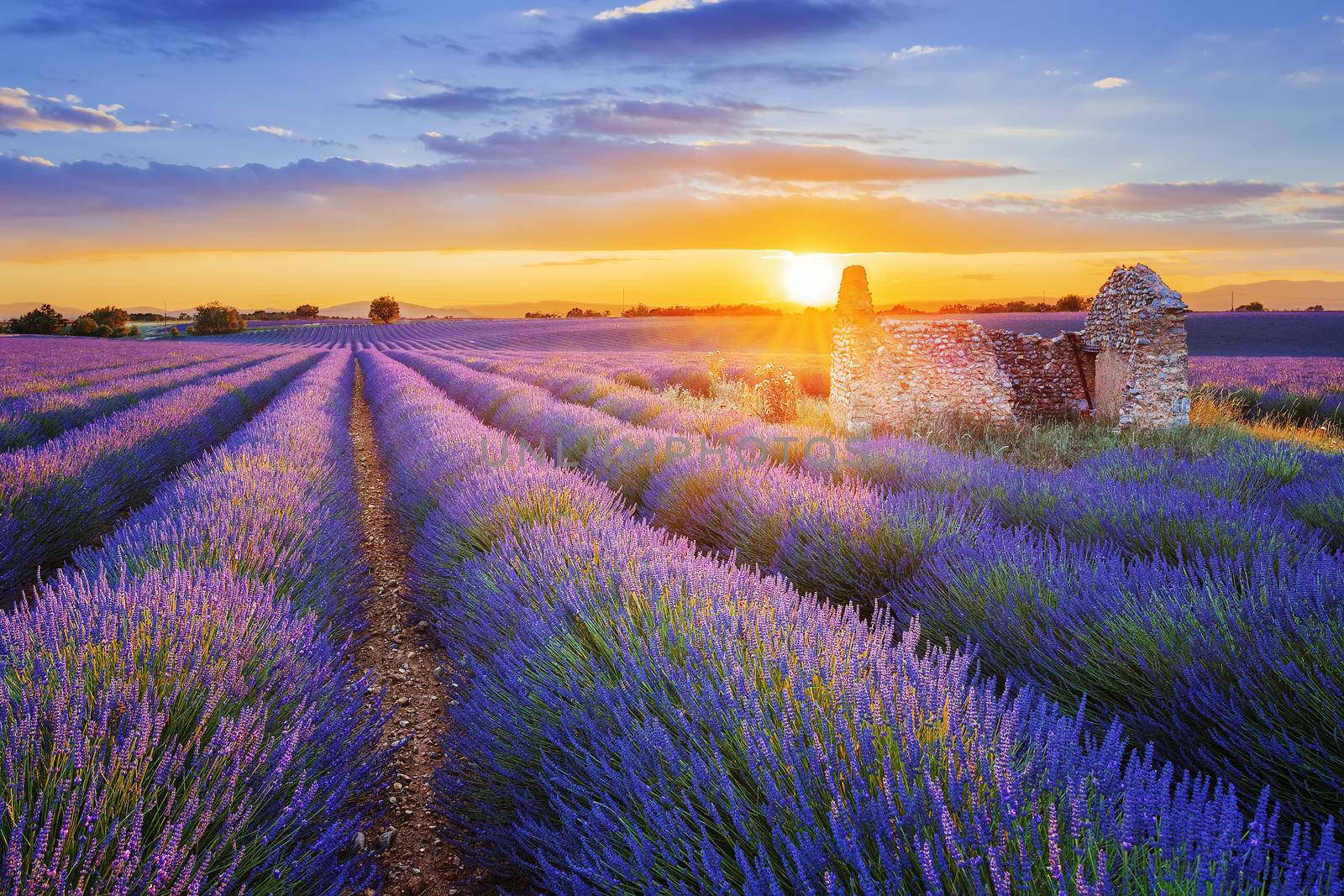 purple lavender filed in Valensole at sunset by vwalakte