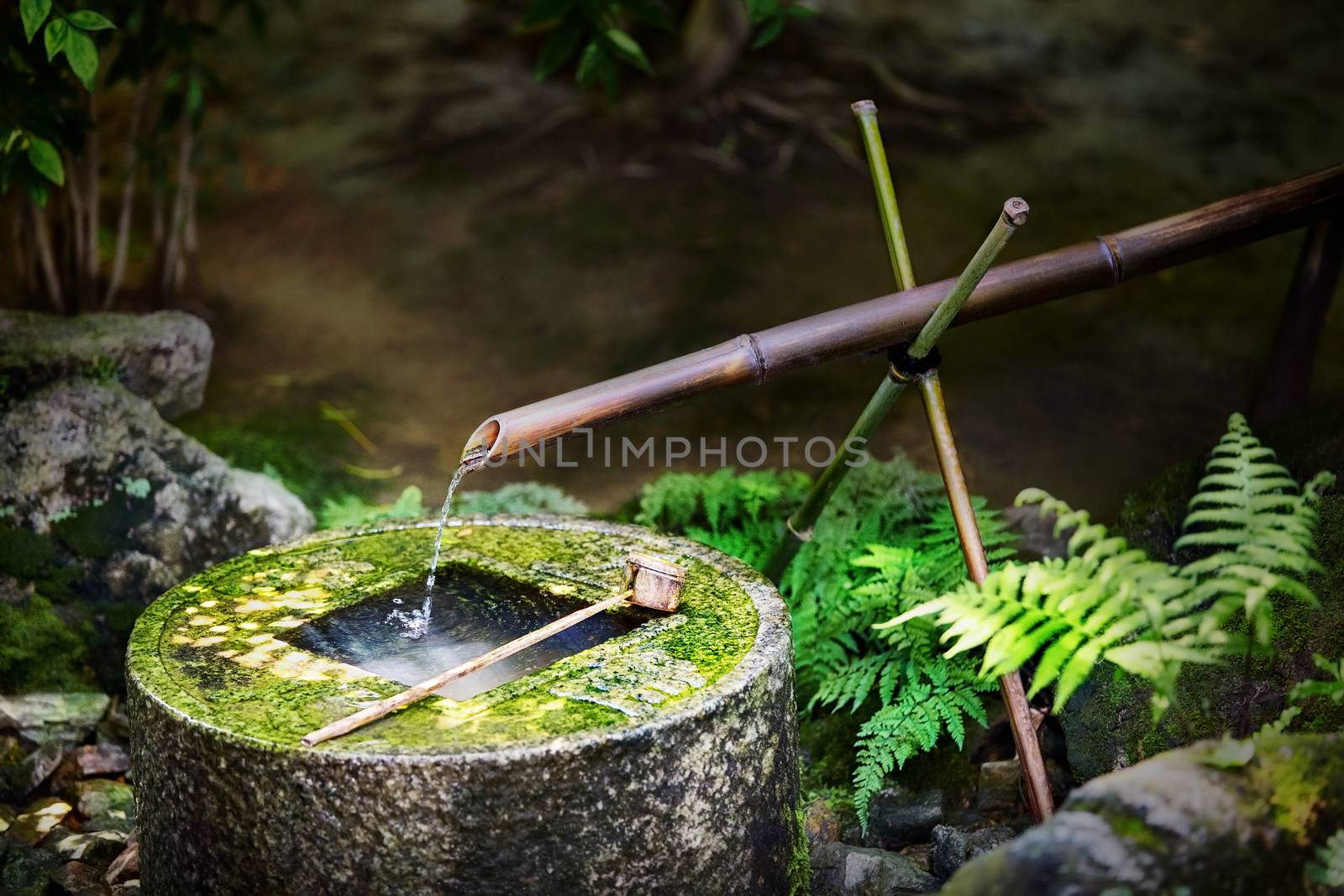 Traditional japanese bamboo fountain Ryoan-ji tsukubai at Ryoan-ji temple in Kyoto, Japan. The basin provided for ritual washing of the hands and mouth.