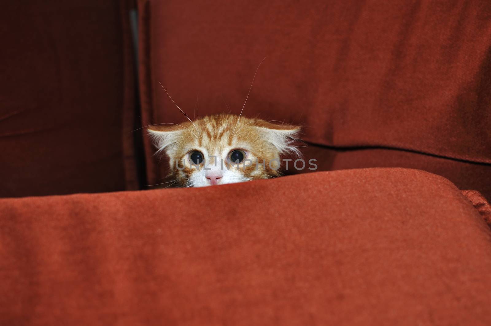 Ginger kitten frightened looks out for obstacles