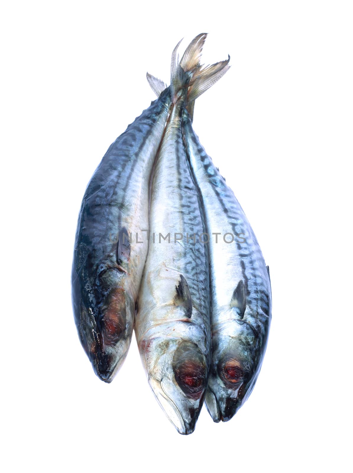 Image of fresh saba fish isolated on white background. by yod67