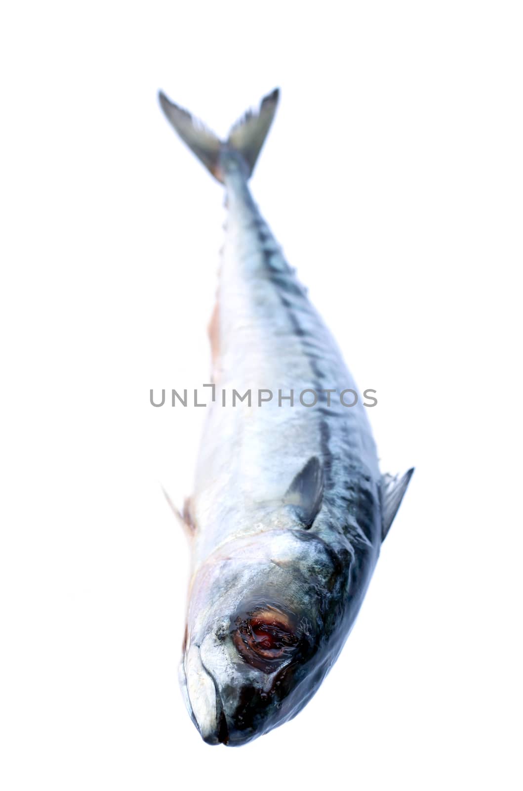 Image of fresh saba fish isolated on white background.