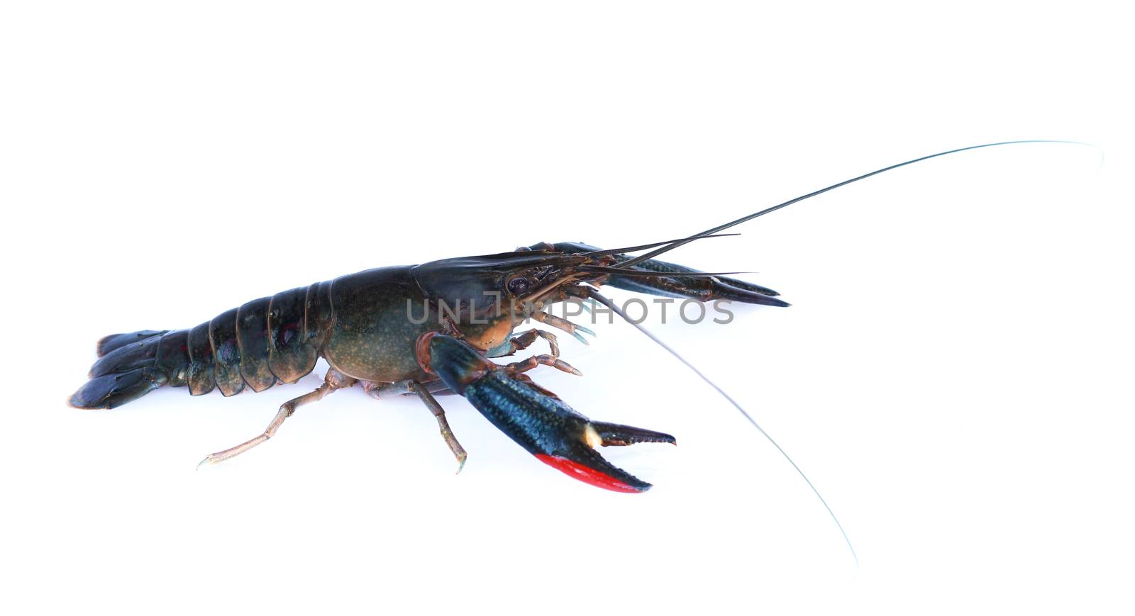 Image of lobster isolated on white background.