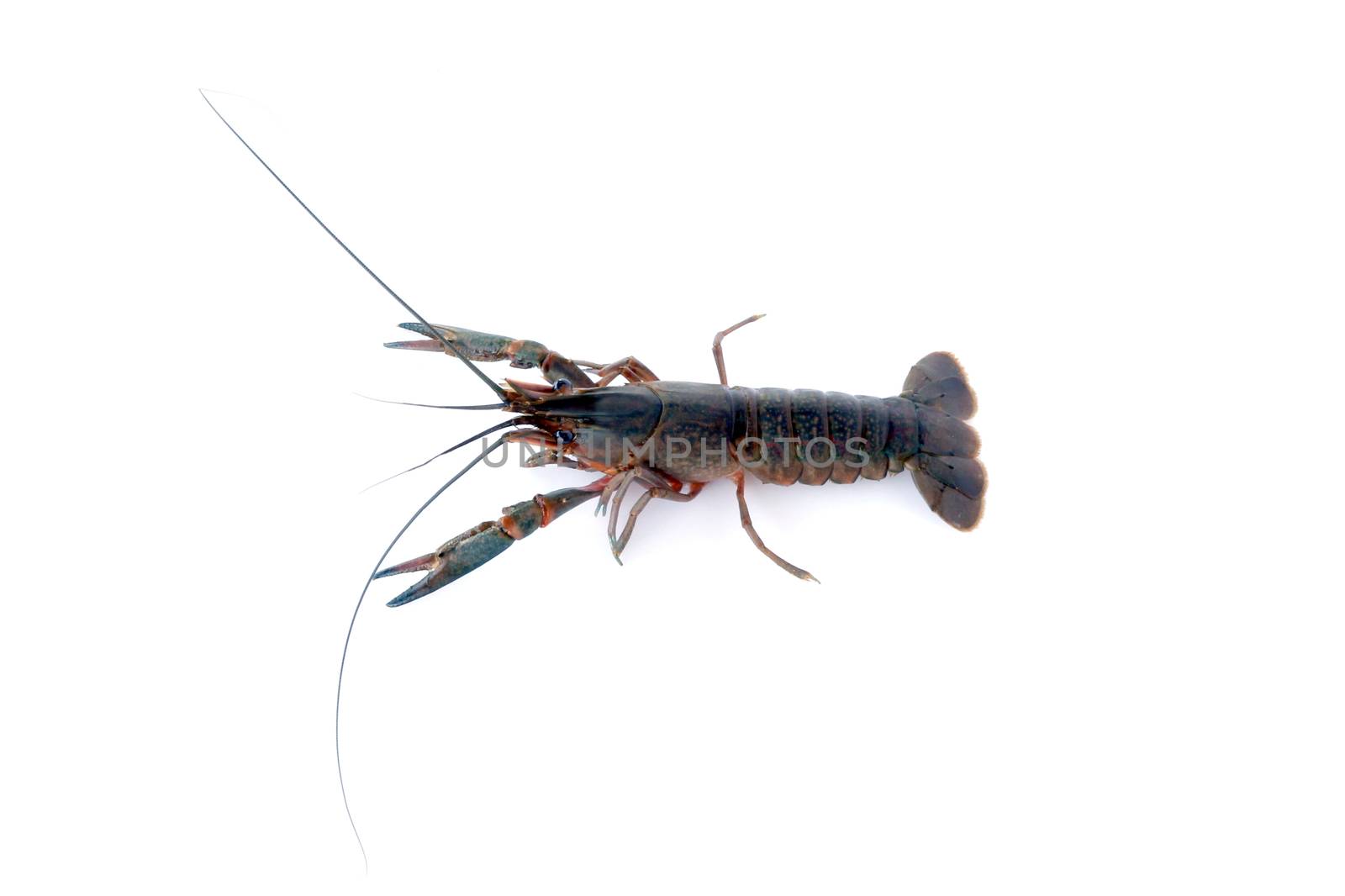 Image of lobster isolated on white background.