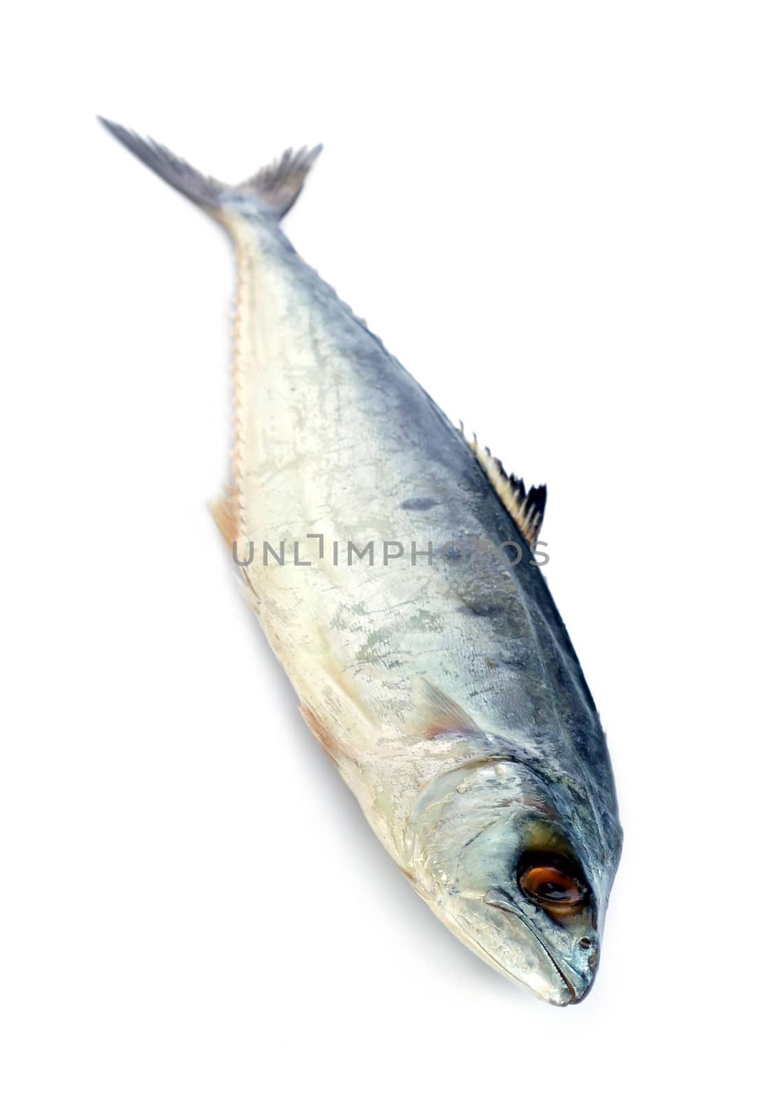 Image of fresh mackerel fish isolated on white background.