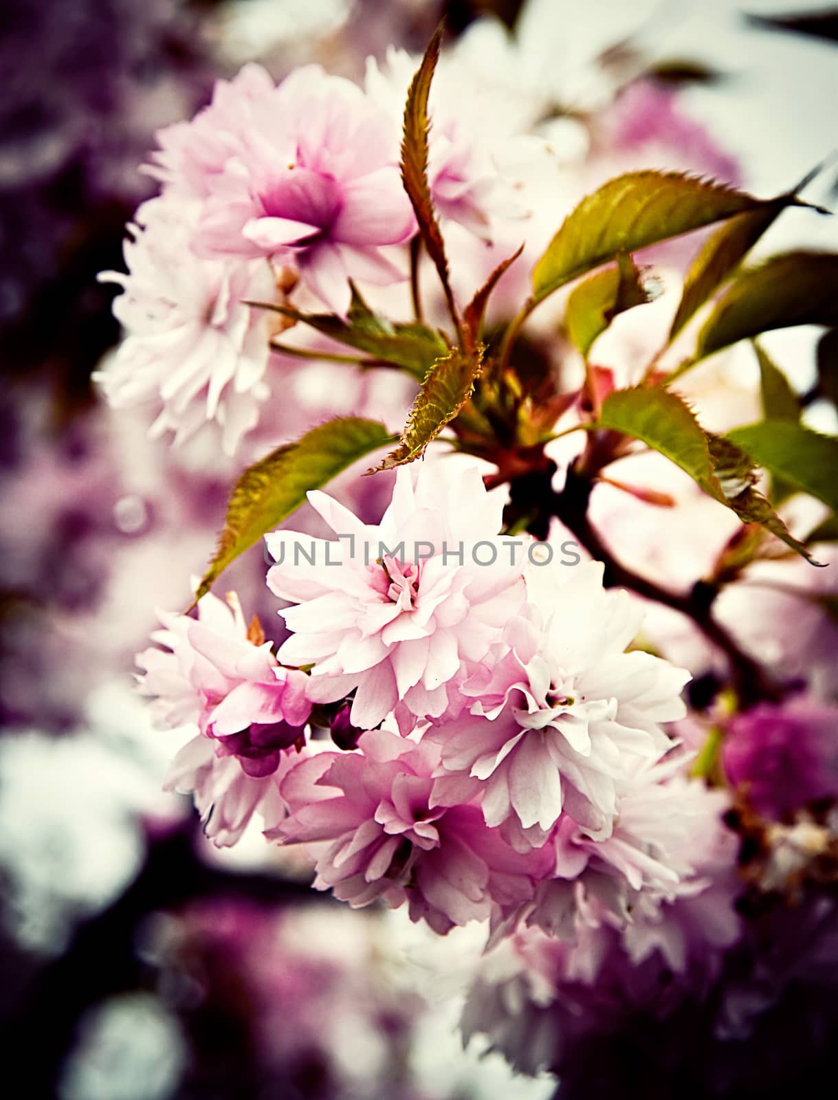 Retro background pink flowery tree by Ahojdoma