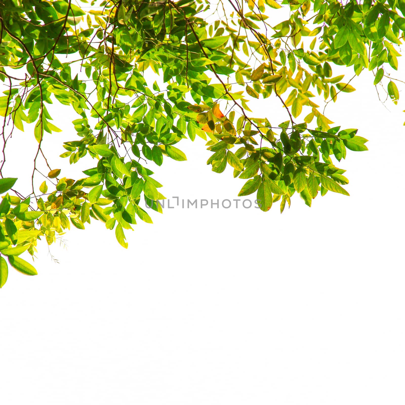Green leaf and branches isolated on white background