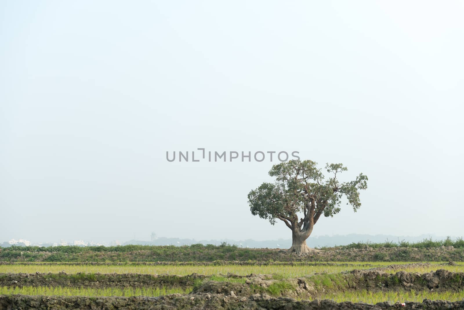 Landscape with single tree in Bangladesh by sohel.parvez@hotmail.com