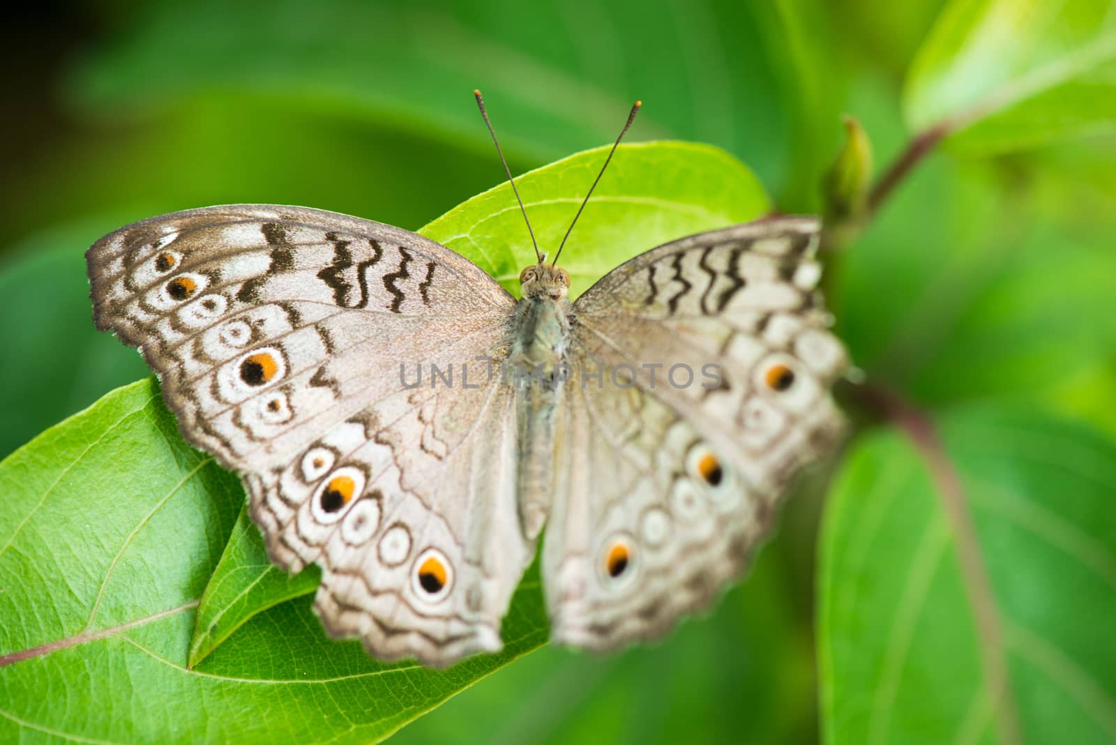 Beautiful Grey pansy ( Butterfly) in Dhaka, Bangladesh