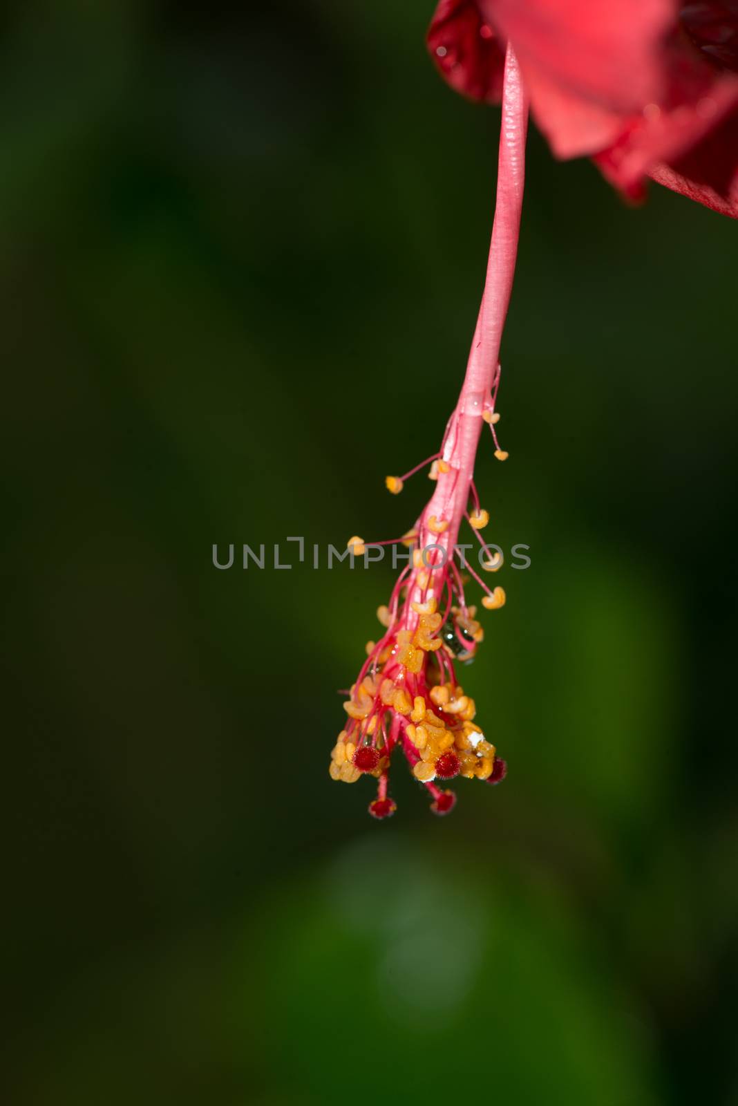 colorful flower or flora