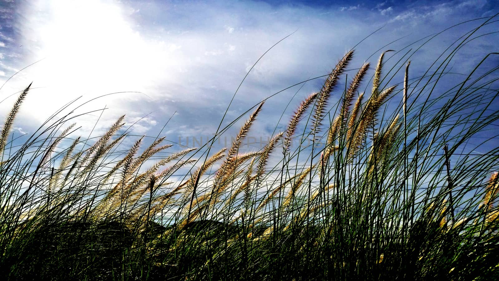 Side way grasses and flower in cloudy day - high contrast