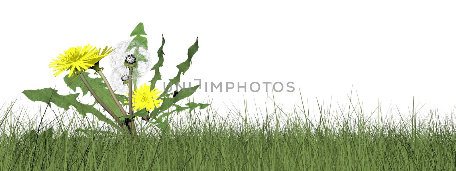 Dandelions in the grass isolated in white background - 3D render