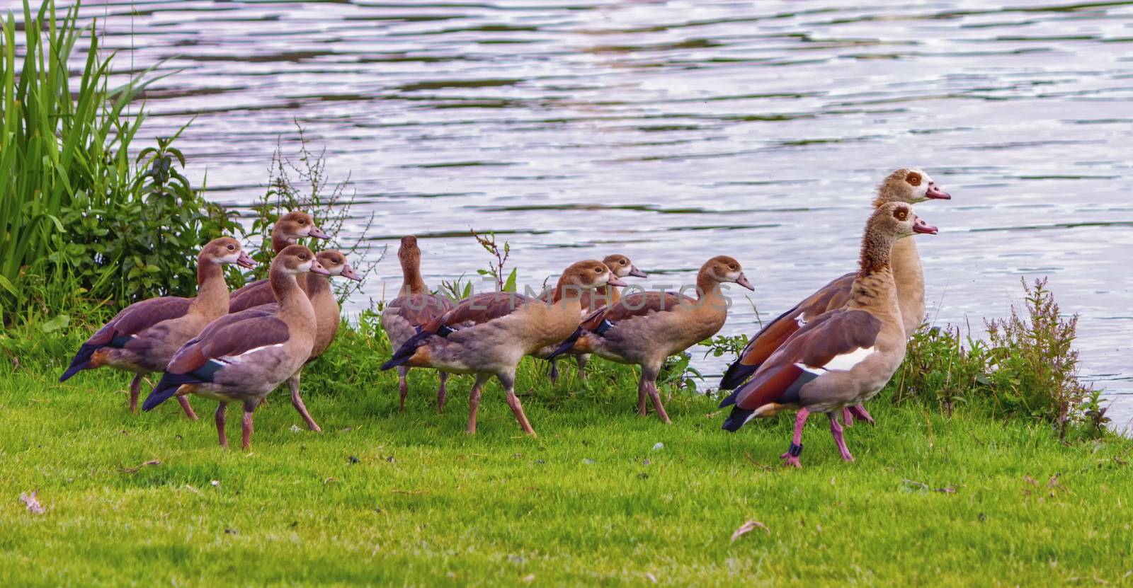 Egyptian goose, alopochen aegyptiacus,and babies walking on the grass near the water