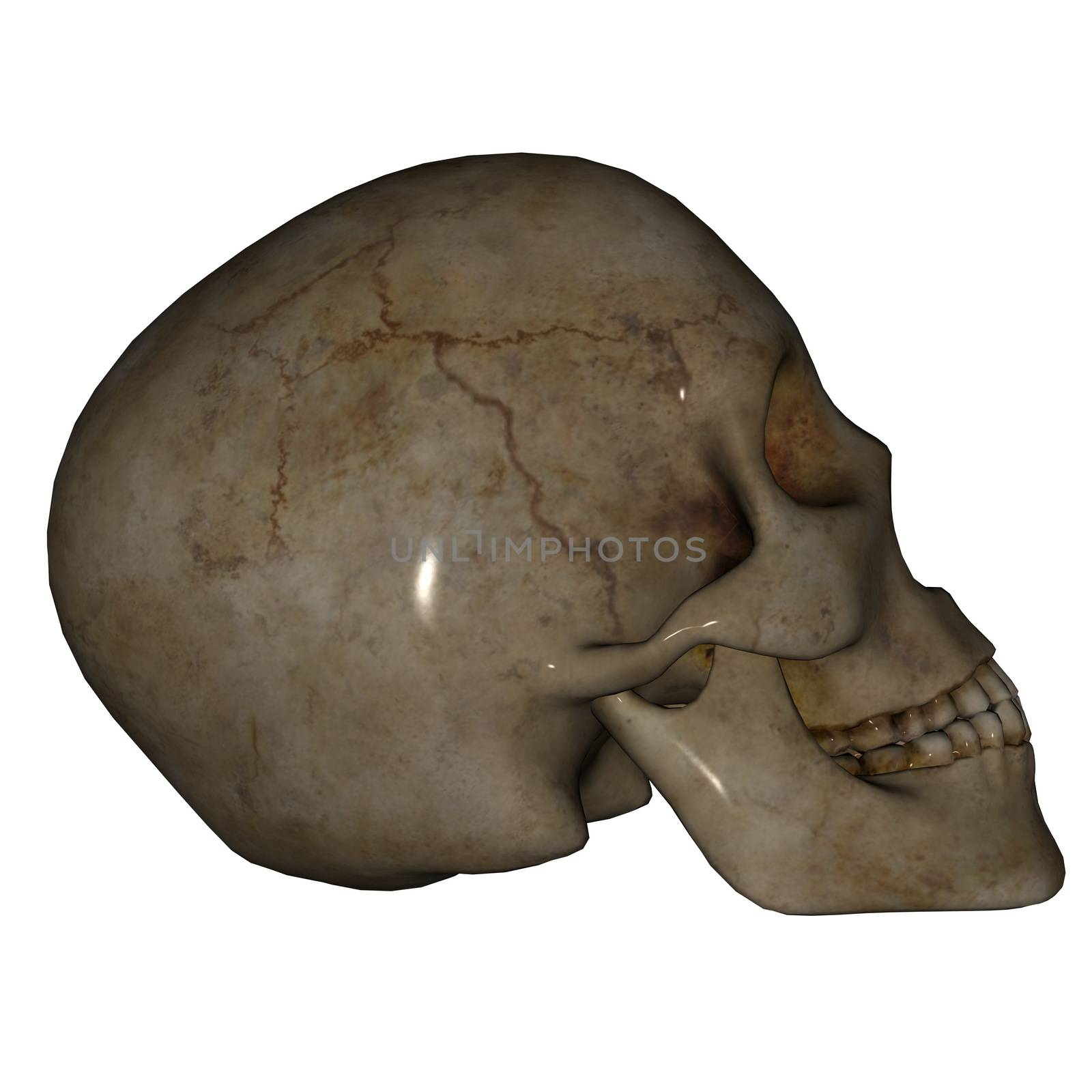 Skull profile isolated in white background - 3D render