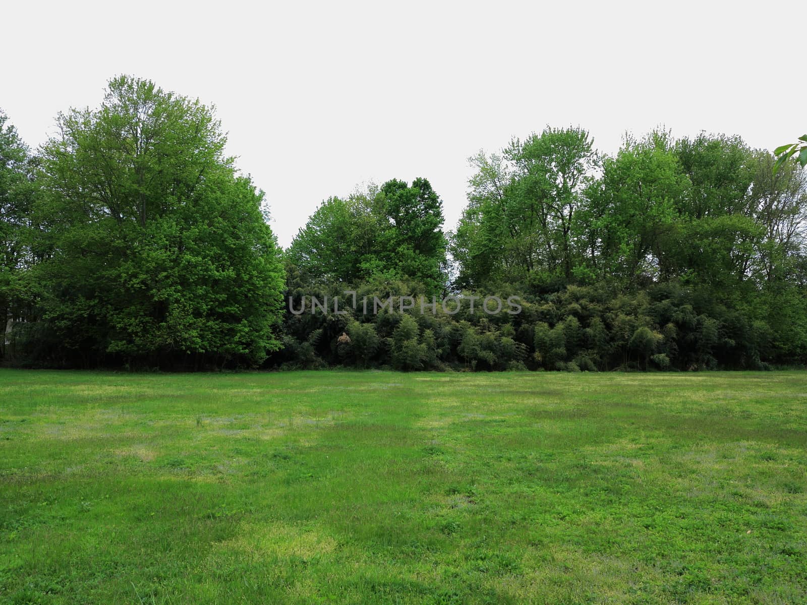 A green field with trees and an overcast sky.