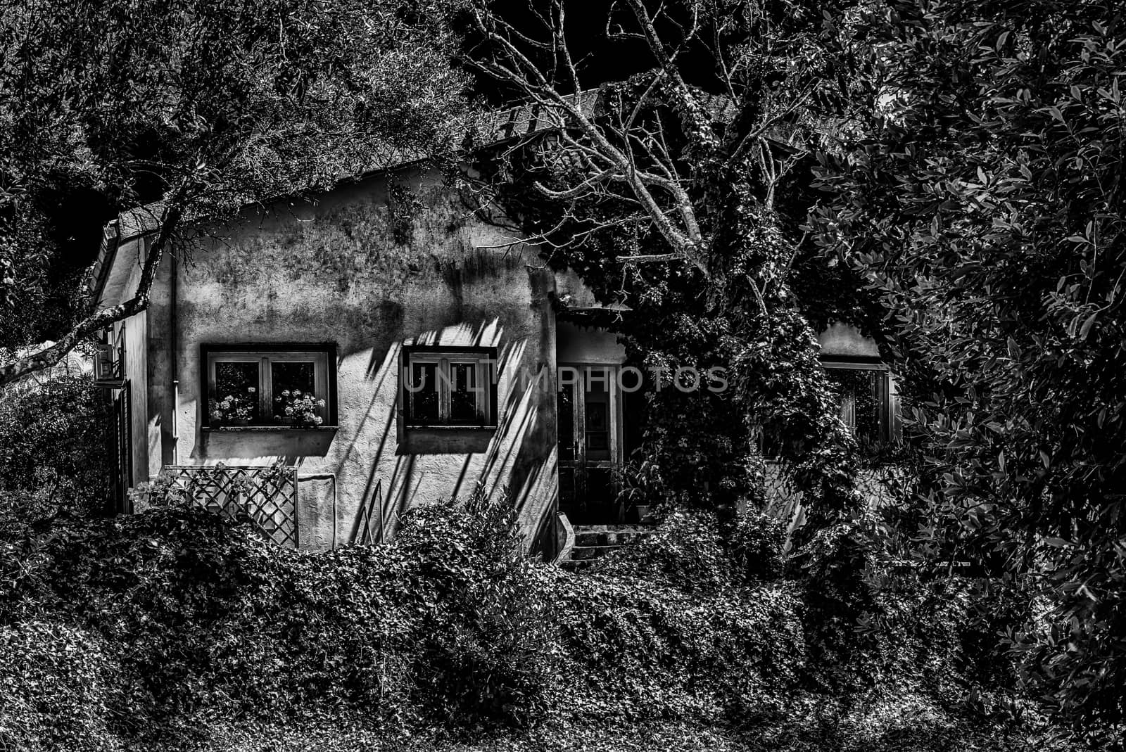 Dramatic view of House in the ivy in black and white