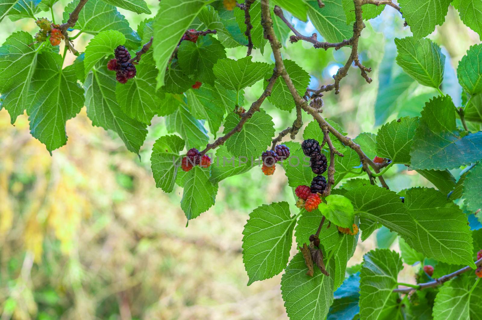 Multicolor mullberries on the tree in summer