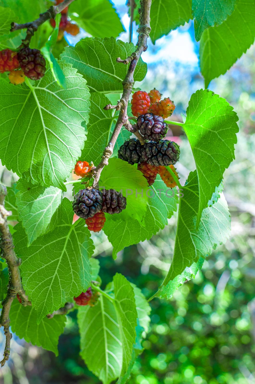 Multicolor mullberries on the tree in summer