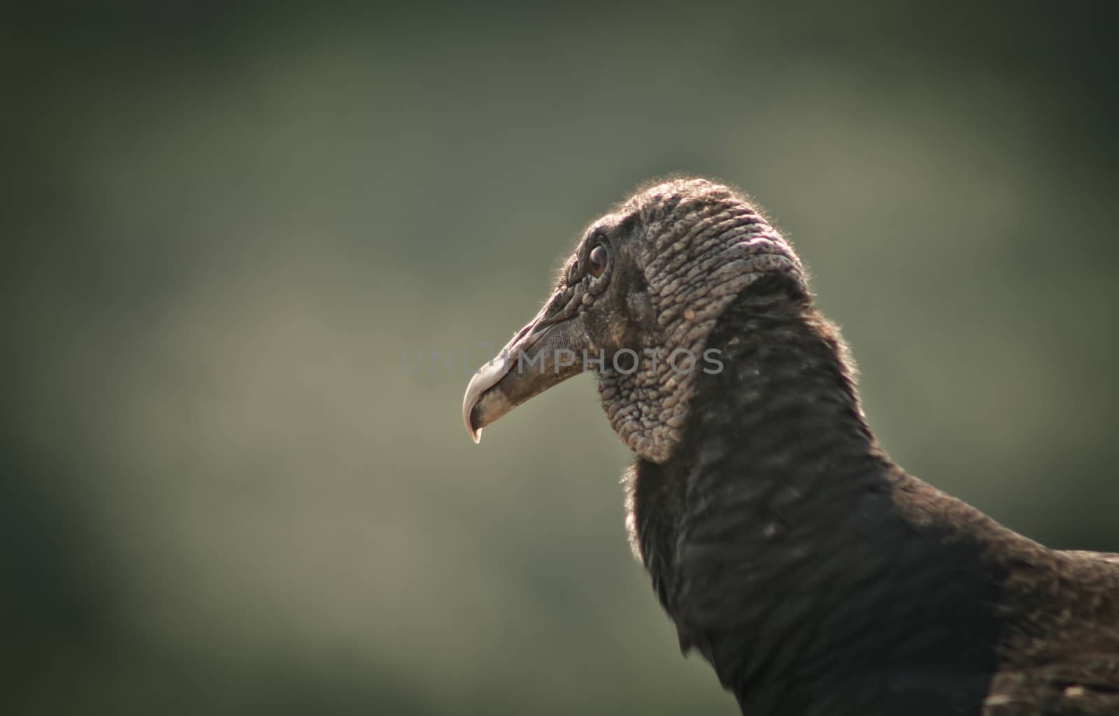 Close up of a vulture sunlit blurred background