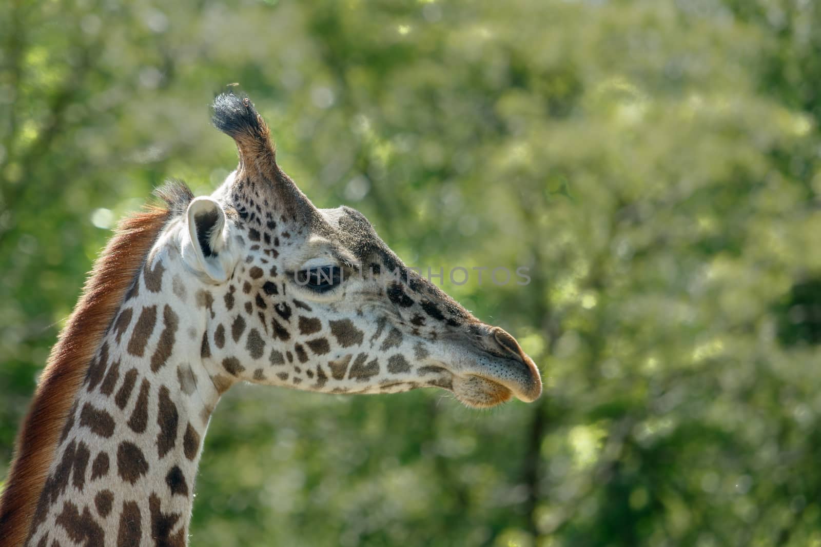 The head of a giraffe