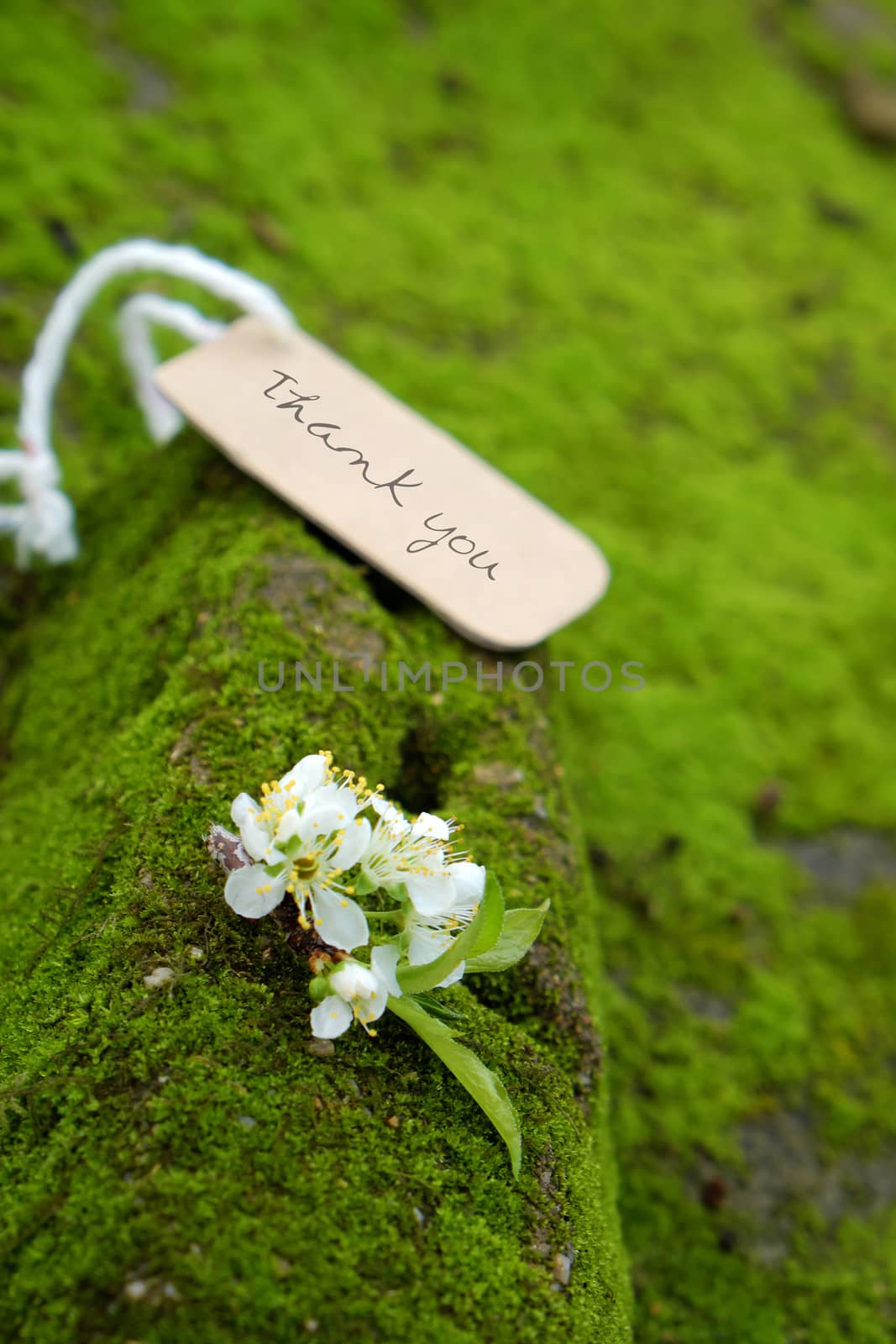 Thank you background on green moss, message for gratitude, beautiful white plum flower on green background with thankyou text for mother day or father day