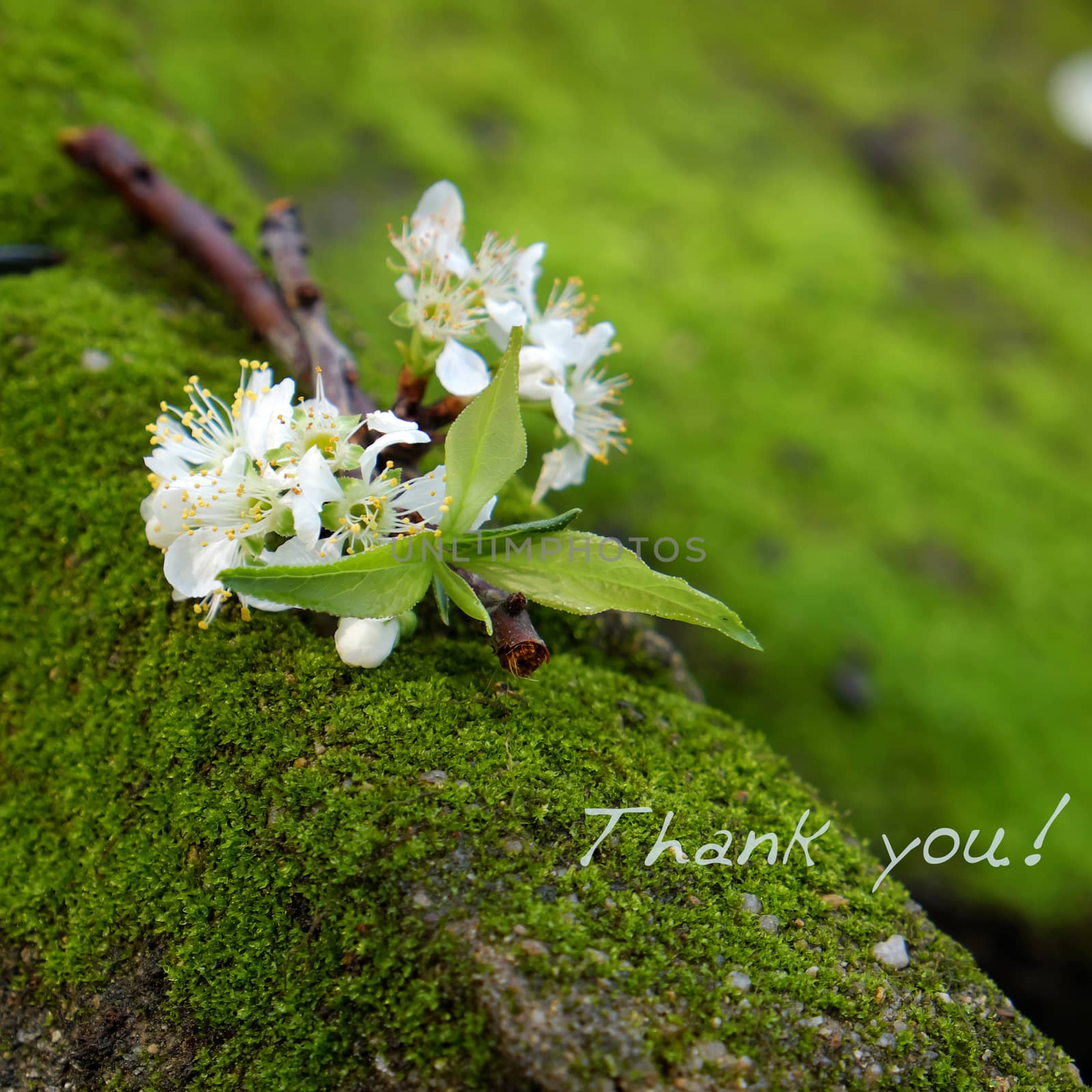 Thank you background on green moss, message for gratitude, beautiful white plum flower on green background with thankyou text for mother day or father day