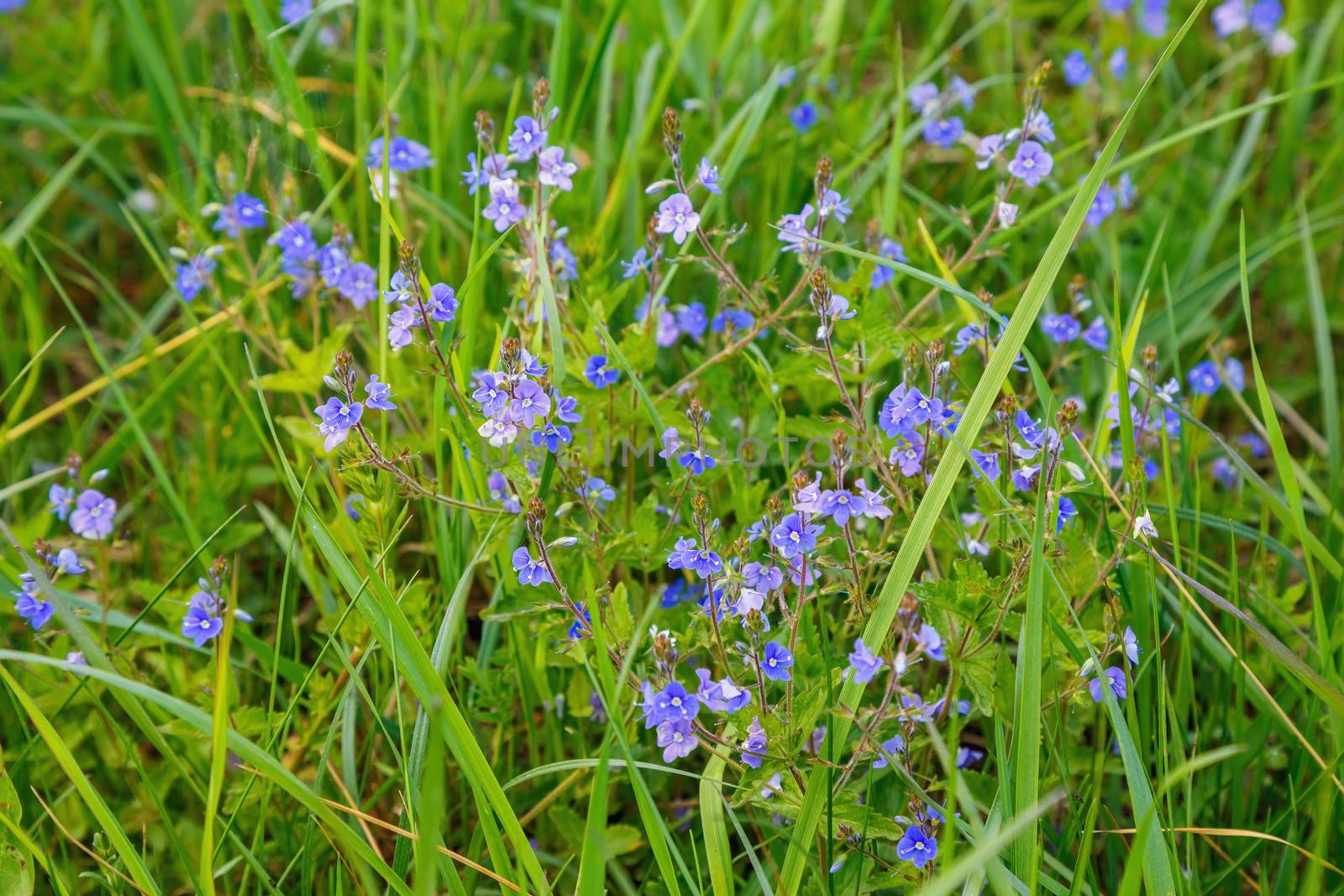 field forget-me-blue on the grass background,me-nots