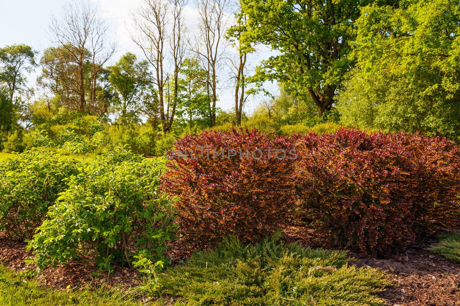 young greens in the bushes, bushes in the park