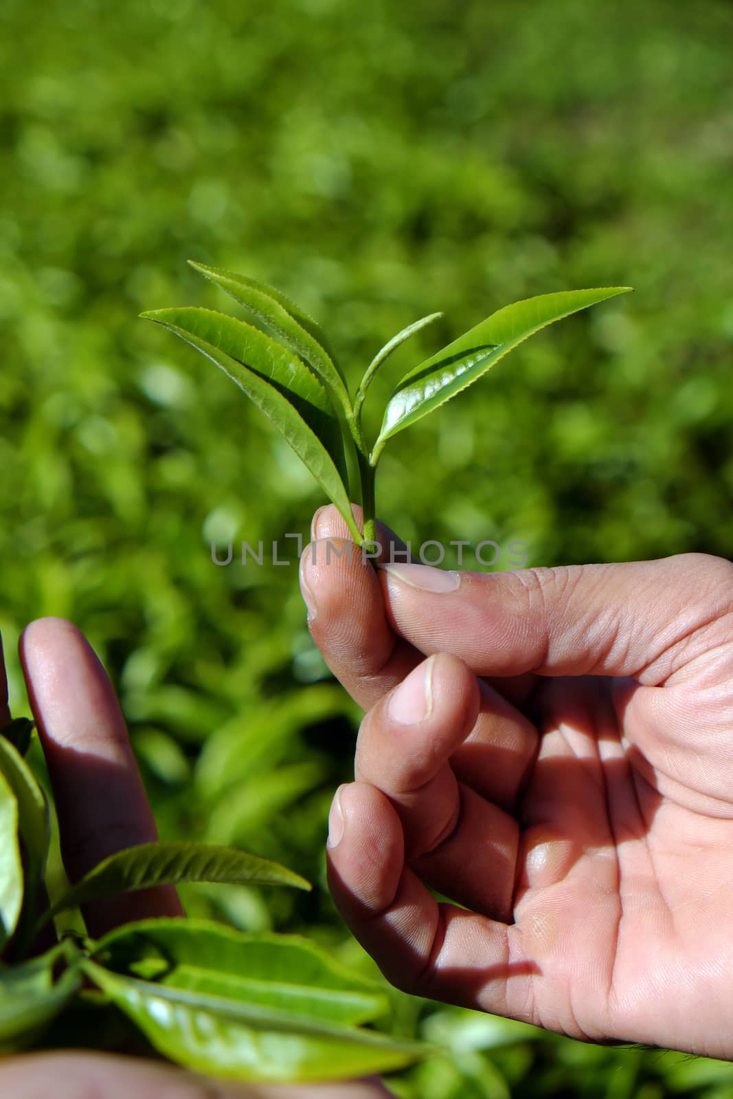 Tea leaf background, man hand pick tea leaves on agriculture plantation at Dalat, Vietnam, tealeaf is healthy drinking, good for health
