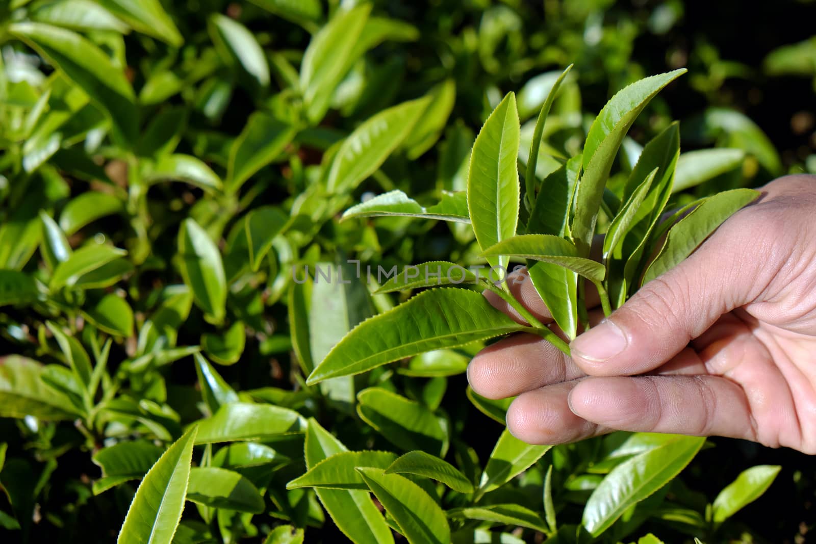 Tea leaf background, man hand pick tea leaves on agriculture plantation at Dalat, Vietnam, tealeaf is healthy drinking, good for health