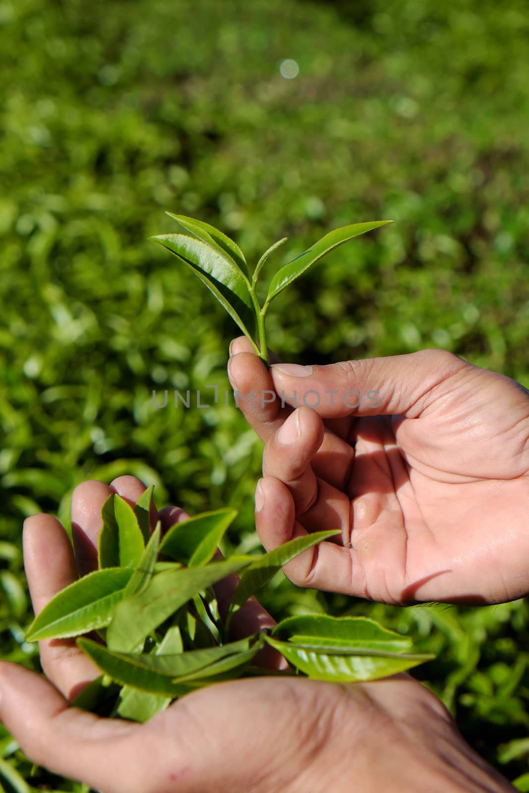 Tea leaf background, man hand pick tea leaves on agriculture plantation at Dalat, Vietnam, tealeaf is healthy drinking, good for health