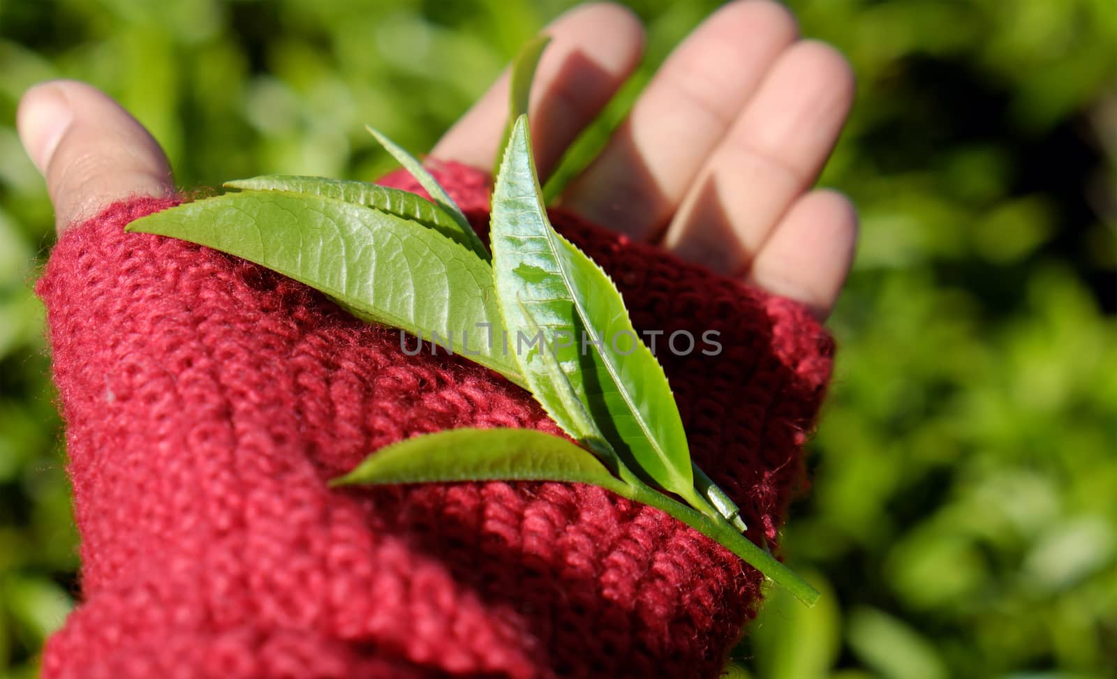 Tea leaf background, woman hand pick tea leaves on agriculture plantation at Dalat, Vietnam, tealeaf is healthy drinking, good for health