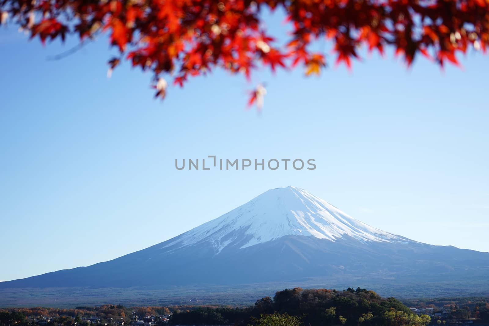 Mountain Fuji with maple tree