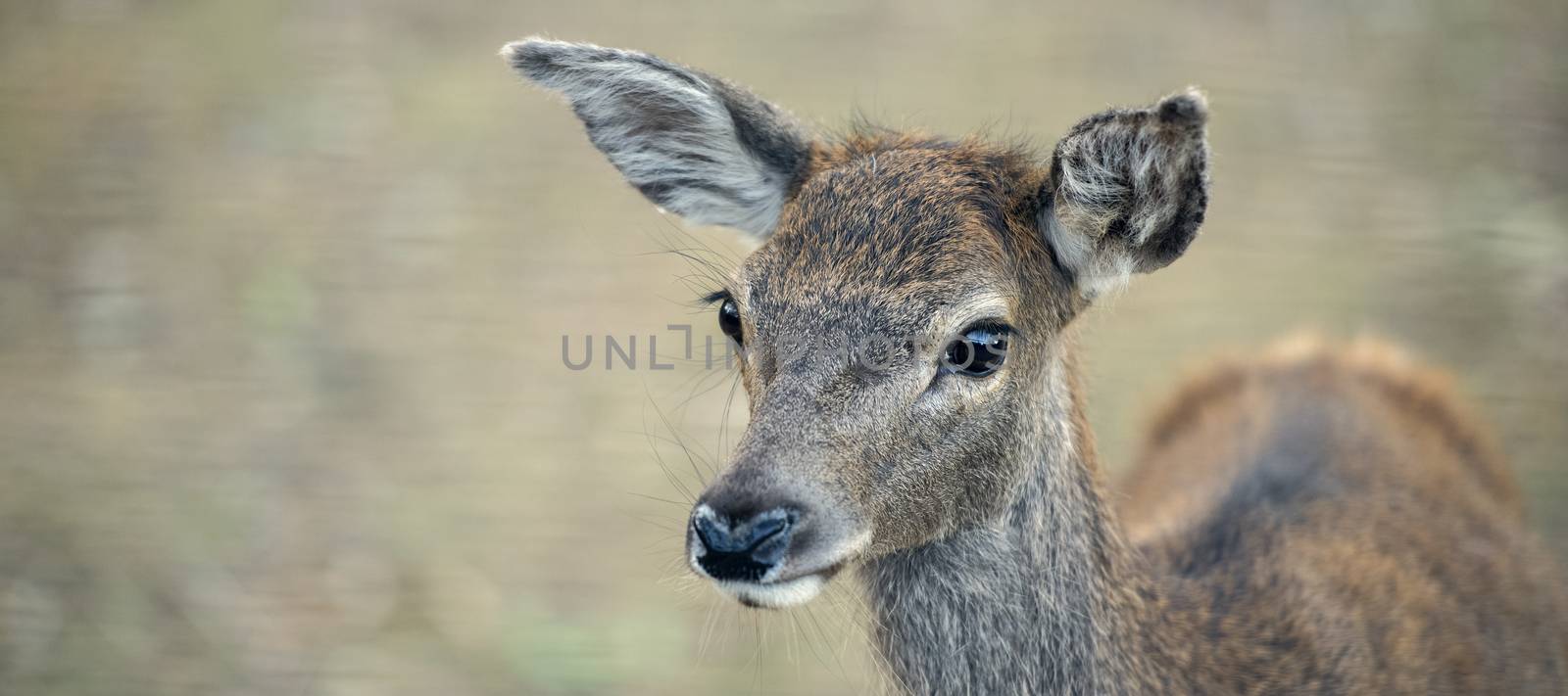 Deer outside during the day in Queensland.