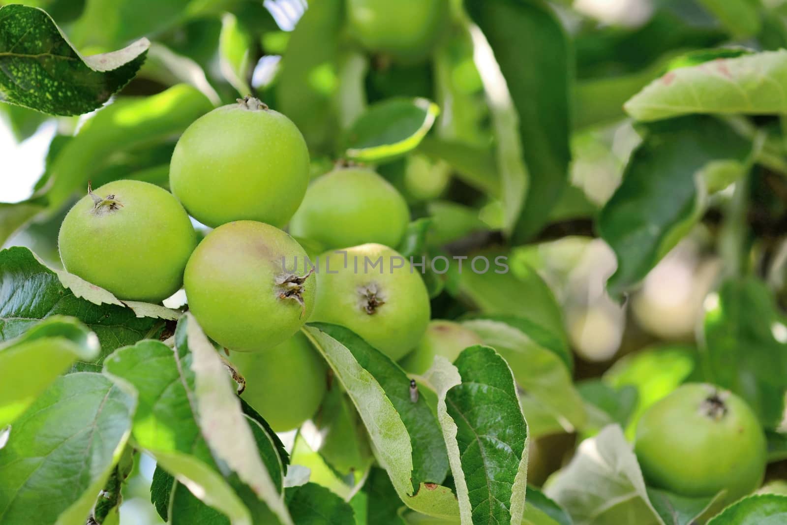 Apple tree branch with small green aples bunch.