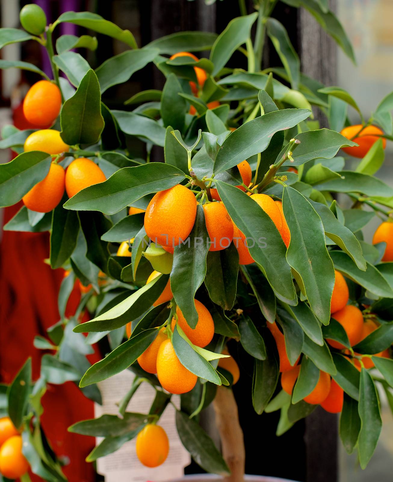 Kumquat Fruit Tree with Ripe Fruits and Green Leafs closeup Outdoors