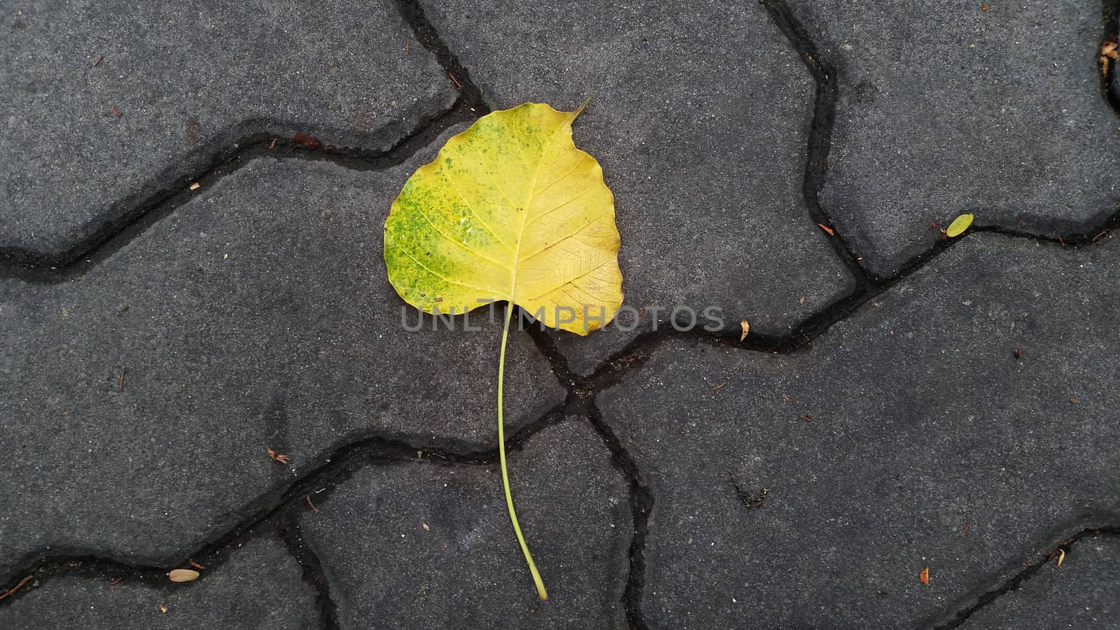 Fallen pho leaf on the floor by arraymax