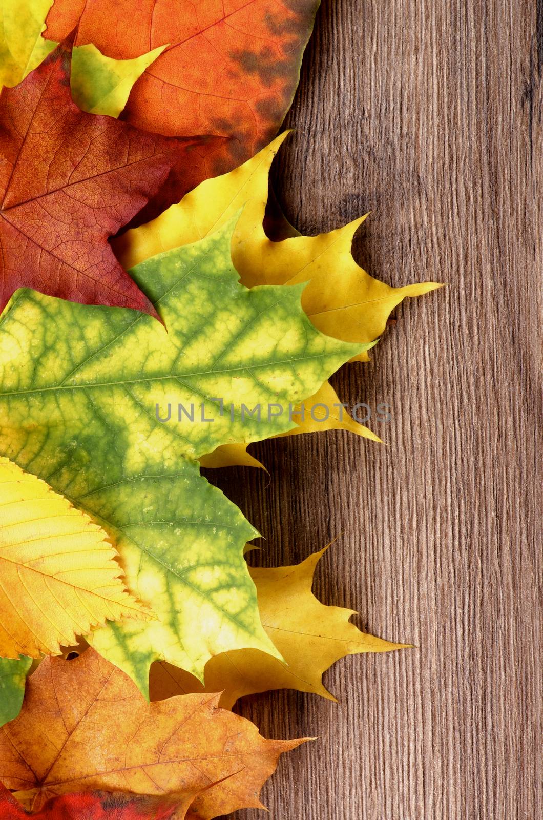 Vertical Frame of Yellow, Red and Green Maple Leafs closeup on Textured Wooden background. Top View