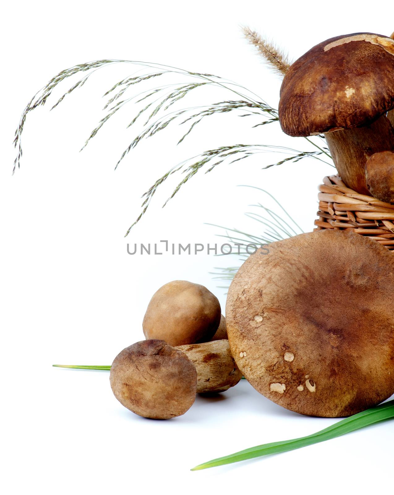 Arrangement of Fresh Raw Boletus Mushrooms with Dry Stems and Green Grass in Wicker Basket isolated on White background