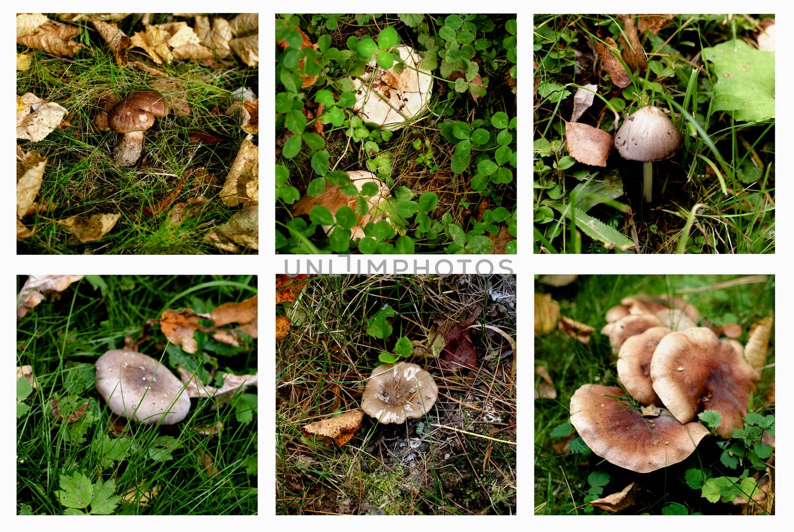 Collection of Various Forest Non-Edible and Conditionally Edible Mushrooms between Green Grass and Dry Leafs Outdoors. Selective Focus