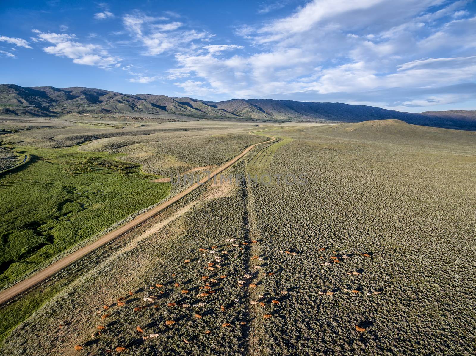 ranch road and cattle near Walden, North Park, Colorado  with Medicine Bow Mountains - early summer aerial view