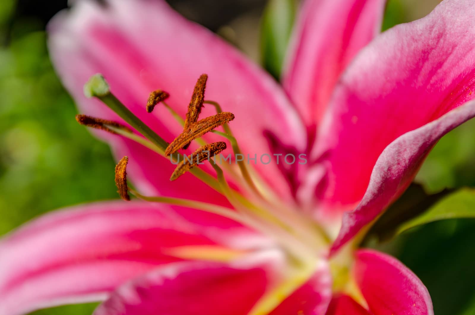 The red Lily blooms in the garden in the summer
