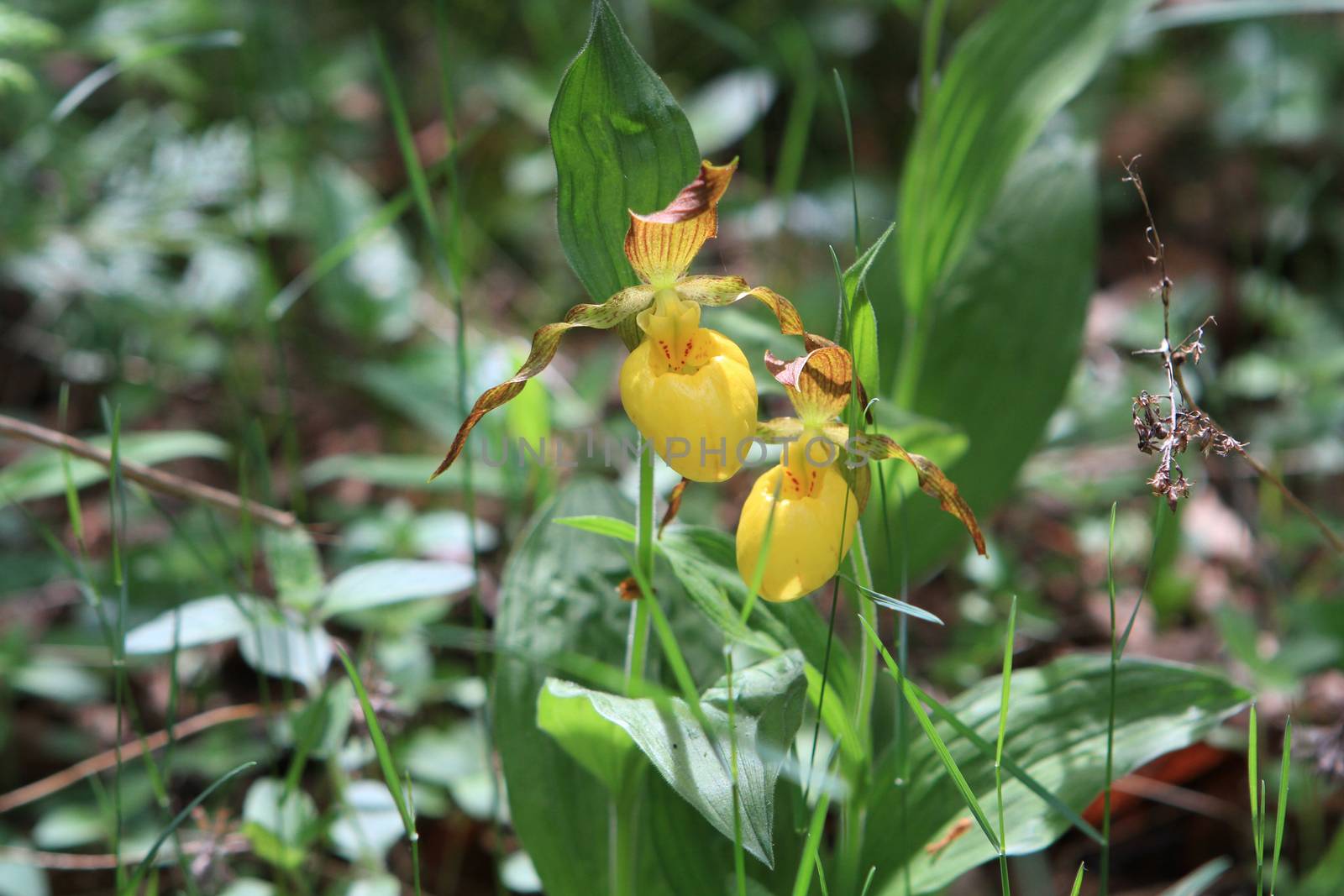 Lady Slipper flower in early morning sunlight